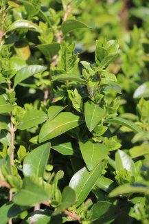 Ptačí zob vejčitolistý 'Green Diamont' Nelen pro zelen Ligustrum ovalifolium 'Green Diamont' rostlina