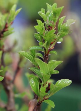 Rhamnus pumila Řešetlák nízký Nelen pro zelen rašící