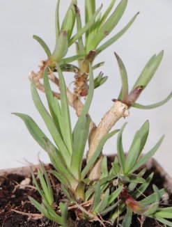 Gypsophila paniculata Nelen pro zelen Šáter latnatý list