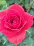 Rosa 'Limesglut' Růže zahradní 'Limesglut' Nelen pro zelen  květ