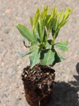 Bobkovišeň lékařská 'Fontanette' Nelen pro zelen Prunus laurocerasus 'Fontanette' rostlina