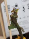 Vitis vinifera 'Irsai Oliver' Vinná réva 'Irsai Oliver' Nelen pro zelen detail