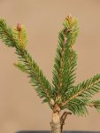 Picea abies´Pusch´ Smrk ztepilý 'Pusch' Nelen pro zelen detail