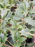 Vonokvětka různolistá Nelen pro zelen Osmathus heterophyllus list
