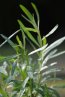 Rakytník řešetlákový Nelen pro zelen Hippophae rhamnoides list