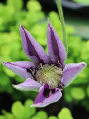 Clematis 'Multi Blue´ Plamének 'Multi Blue' Nelen pro zelen rozkvétající poupě