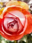 Rosa 'Pompeji' Růže 'Pompeji' Nelen pro zelen detail květu