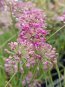 Allium ´Lavender Bubbles´ Česnek okrasný 'Lavender Bubbles' Nelen pro zelen květy