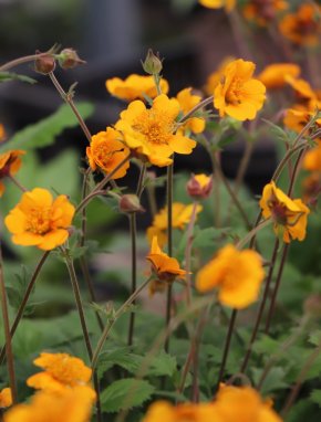 Geum heldreichii(x) 'Georgensberg' Kuklík 'Georgensberg' Nelen pro zelen květ