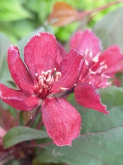 Malus 'Royalty´ Jabloň okrasná 'Royalty' Nelen pro zelen květ Malus 'Royalty´ Jabloň okrasná 'Royalty' Nelen pro zelen květ