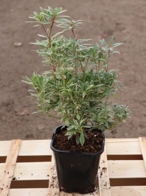 Pieris japonica 'Little Heath' Pieris japonský 'Little Heath' zakrslý Nelen pro zelen ko1,3L