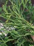 Chamaecyparis pis. ´Filifera Aurea´ Cypřišek hrachonosný 'Filifera Aurea' Nelen pro zelen detail