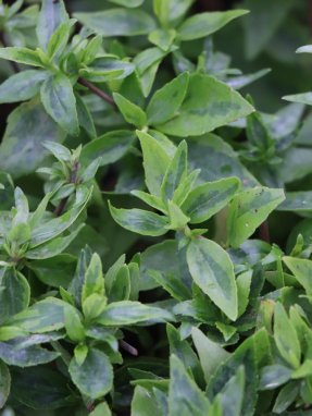 Abelia grandiflora ´Kaleidoscope´® Abélie velkokvětá 'Kaledoscope' Nelen pro zelen detail listů