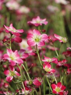 Lomikámen Nelen pro zelen Saxifraga arendsii květ