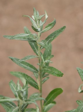 Hippophae rhamnoides 'Friesdorfer Orange' Rakytník řešetlákový 'Friesdorfer Orange' Nelen pro zelen detail listu