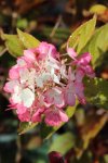 Hortenzie latnatá Nelen pro zelen Hydrangea paniculata květ