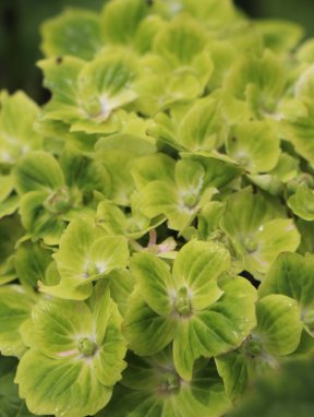 Hydrangea macrophylla 'Magical Green Cloud' květy detail 