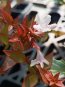 Abelia grandiflora ´Kaleidoscope´® Abélie velkokvětá 'Kaledoscope' Nelen pro zelen květ