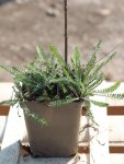 Achillea millefolium 'Terracotta' Řebříček obecný 'Terracotta' Nelen pro zelen sazenice h9x9