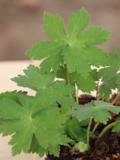Geranium ´Joseph Green´ Kakost 'Joseph Green' Nelen pro zelen listy Geranium ´Joseph Green´ Kakost 'Joseph Green' Nelen pro zelen listy