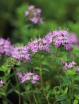 Thymus herba 'Barona' Tymián kmínový 'Barona' Nelen pro zelen detail květu