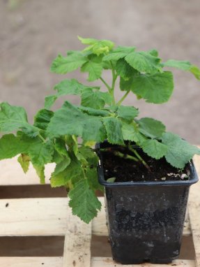 Rubus fruticosus 'Black Diamonds' Ostružiník 'Black Diamonds' Nelen pro zelen h9x9