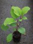 Actinidia deliciosa ´Solissimo´ Aktinidie lahodná ´Solissimo´ Nelen pro zelen rostlina 