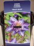 Clematis 'Multi Blue´ Plamének 'Multi Blue' Nelen pro zelen etiketa
