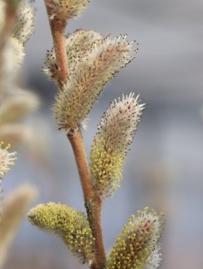 Salix chaenomeloides ´Mt. Aso´ Vrba štíhlopestíkatá 'Mt. Aso' Nelen pro zelen květy