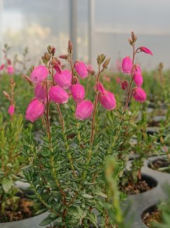 Daboecia cantabrica 'Tina' Dabécie kantabrijská 'Tina' Nelen pro zelen květy Daboecia cantabrica 'Tina' Dabécie kantabrijská 'Tina' Nelen pro zelen květy