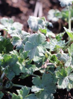 Geranium riversleaianum 'Mavis Simpson' Kakost 'Mavis Simpson' Nelen pro zelen listy Geranium riversleaianum 'Mavis Simpson' Kakost 'Mavis Simpson' Nelen pro zelen listy