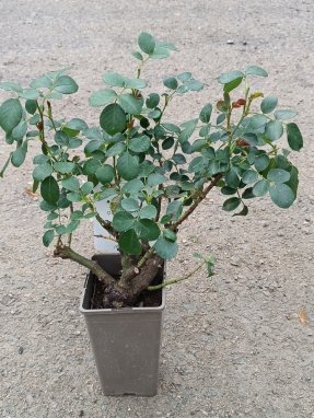 Rosa 'Cinderella' Růže 'Cinderella' Nelen pro zelen sazenice