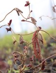Corylus avellana ´Red Majestic´® Líska obecná 'Red Majestic' Nelen pro zelen detail rašení