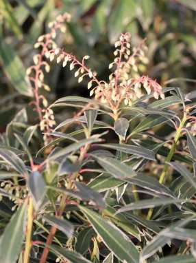 Pieris japonica 'Flaming Silver' Pieris japonský 'Flaming Silver' Nelen pro zelen poupata