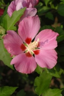 Ibišek syrský 'Woodbridge' Nelen pro zelen Hibiscus syriacus 'Woodbridge' květ Ibišek syrský 'Woodbridge' Nelen pro zelen Hibiscus syriacus 'Woodbridge' květ
