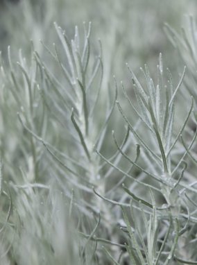 Helichrysum italicum Smil italský Kari- Maggi Nelen pro zelen detail listů