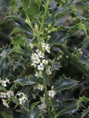 Ilex aquifolium ´Alaska´ Cesmína ostrolistá 'Alaska' Nelen pro zelen květ