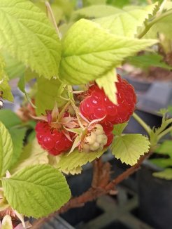 Rubus idaeus 'Clarita' Maliník 'Clarita' Nelen pro zelen plody Rubus idaeus 'Clarita' Maliník 'Clarita' Nelen pro zelen plody
