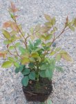 Rosa 'Rote The Fairy' Růže půdopokryvná 'Rote The Fairy' Nelen pro zelen sazenice QP