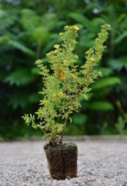 Potentilla fruticosa 'Red Ace' Mochna křovitá 'Red Ace' Nelen pro zelen sazenice QP