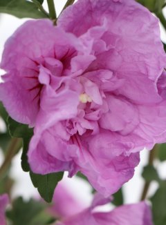 Hibiscus syriacus 'Lavender Chiffon' Ibišek syrský 'Lavender Chiffon' Nelen pro zelen květ