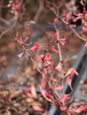 Berberis thunbergii 'Ruby Star' ® Dřišťál Thunbergův 'Ruby Star' Nelen pro zelen stav v předjaří