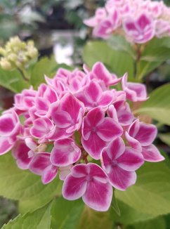 Hydrangea macrophylla ´Camilla´ Hortenzie velkolistá 'Camilla' Nelen pro zelen květ Hydrangea macrophylla ´Camilla´ Hortenzie velkolistá 'Camilla' Nelen pro zelen květ