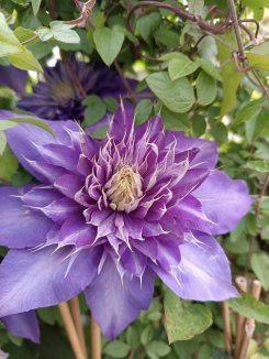 Clematis 'Multi Blue´ Plamének 'Multi Blue' Nelen pro zelen květ Clematis 'Multi Blue´ Plamének 'Multi Blue' Nelen pro zelen květ
