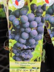 Vitis vinifera 'Regent' Vinná réva 'Regent' Nelen pro zelen etiketa