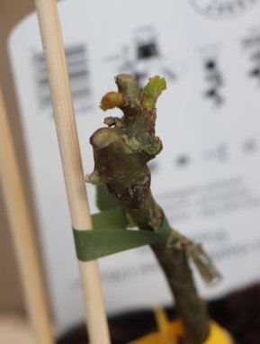 Vitis vinifera 'Irsai Oliver' Vinná réva 'Irsai Oliver' Nelen pro zelen detail