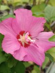 Hibiscus syriacus 'Woodbridge' Ibišek syrský 'Woodbridge' Nelen pro zelen květ