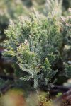 Juniperus horizontalis 'Blue Chip' Jalovec poléhavý 'Blue Chip' Nelen pro zelen detail