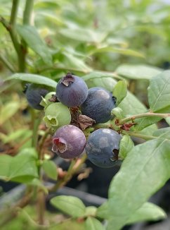Vaccinium corymbosum 'Hortblue Petite' Kanadská borůvka 'Hortblue Petite' Nelen pro zelen plody
