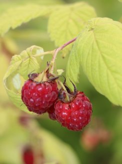Rubus idaeus 'Sugana' Maliník 'Sugana' Nelen pro zelen plody